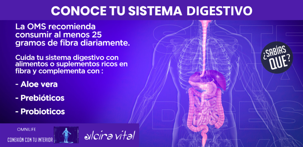 Conoce Tu Sistema Digestivo Alcira Vital