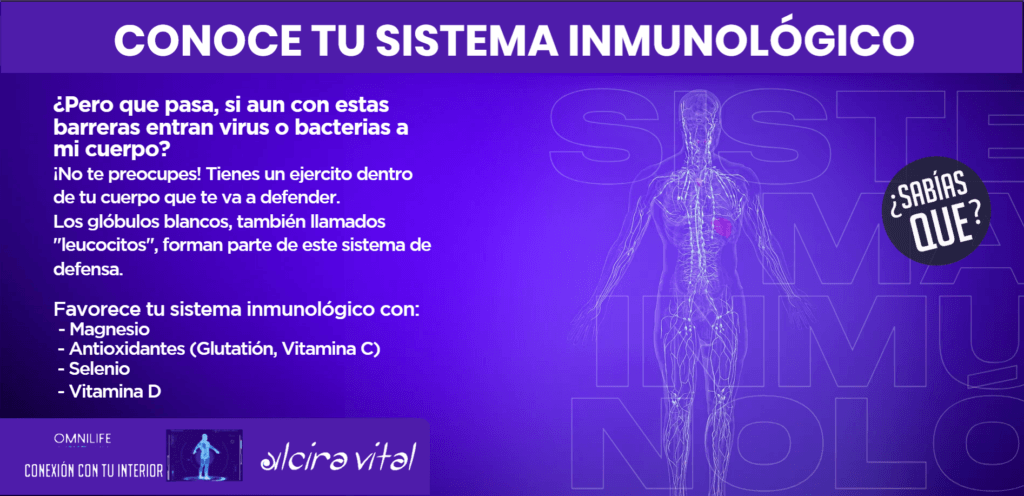 Conoce tu sistema inmunologico omnilife 2