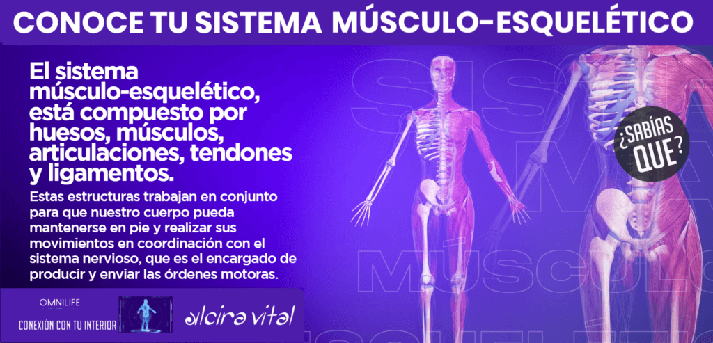 Conoce tu sistema musculo esqueletico omnilife