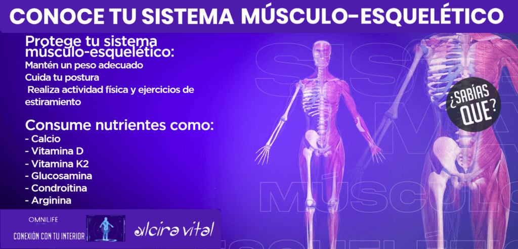 Conoce tu sistema musculo esqueletico omnilife 2