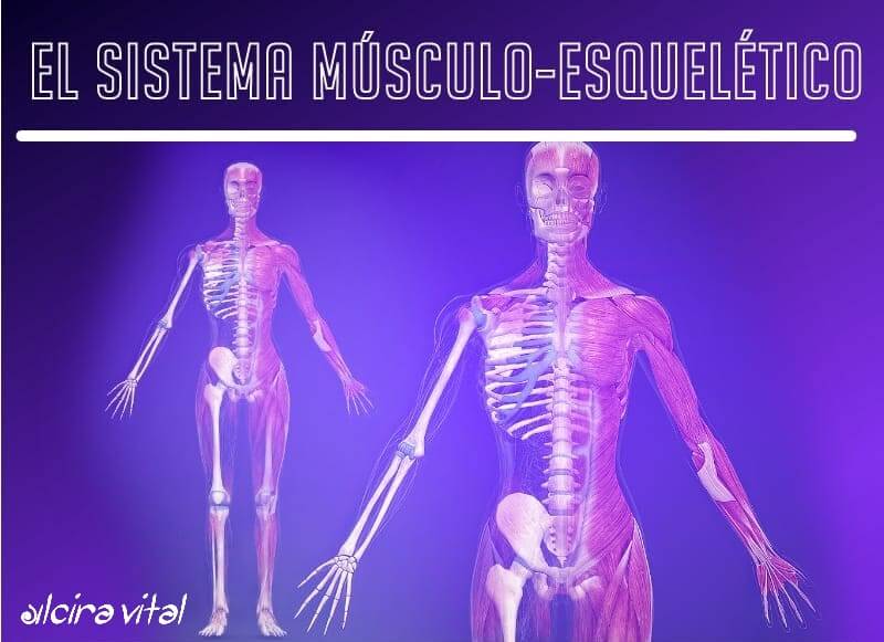 Sistema musculo esqueletico omnilife