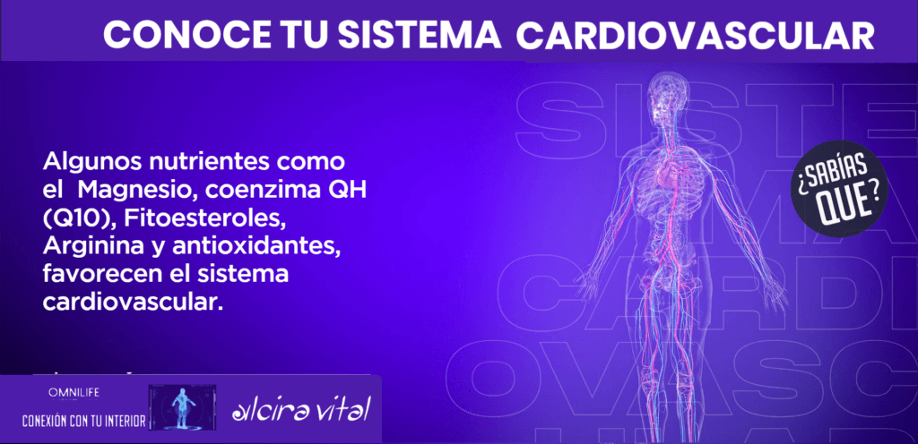 conoce tu sistema cardiovascular omnilife 2