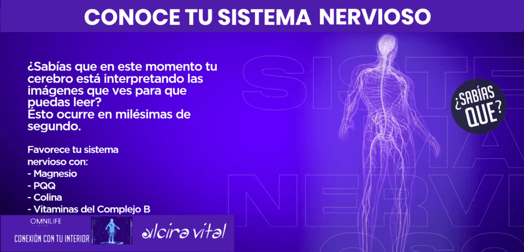 conoce tu sistema nervioso omnilife 2